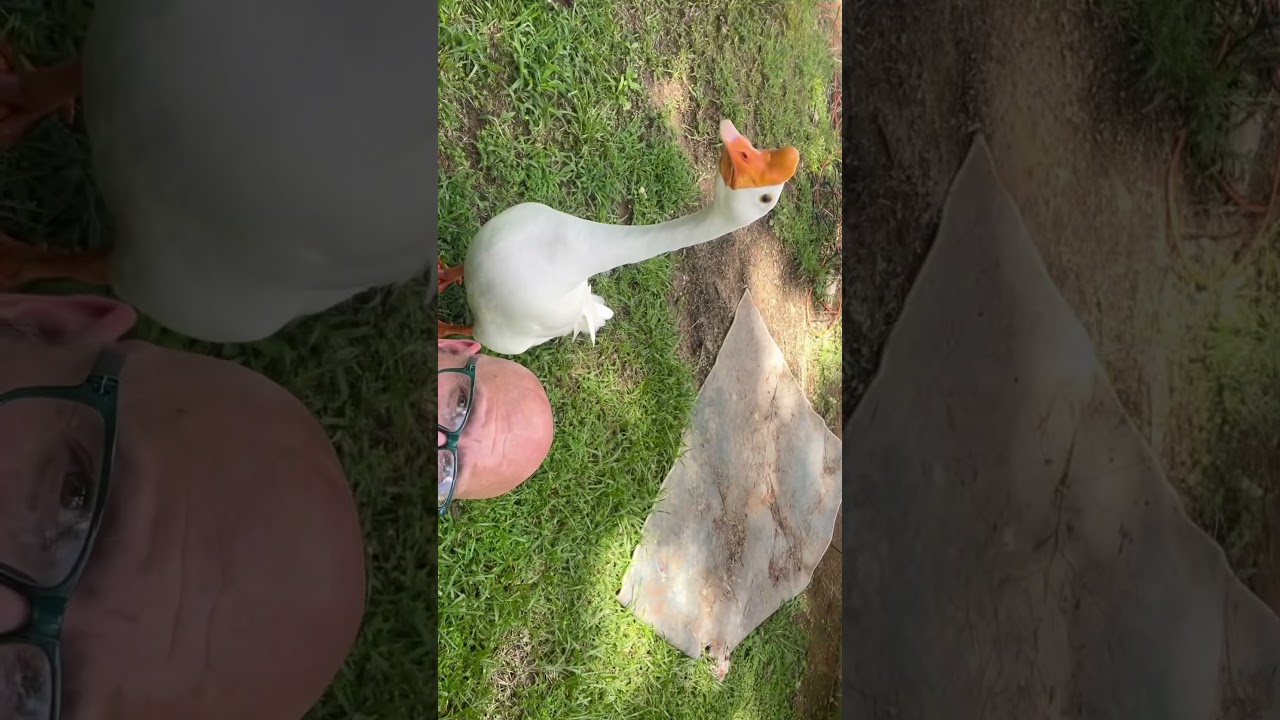 Adventures of Gary the goose and Rick the duck #duckandgoose #GaryandRick #faithhome