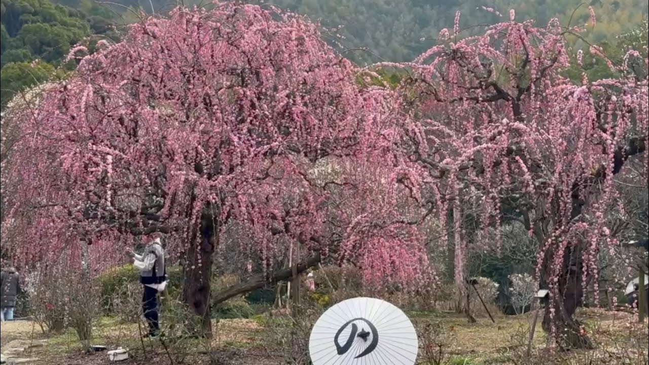 2026/02/16　見頃です！　日本庭園「南楽園」の梅園　その５　〜愛媛県宇和島市〜