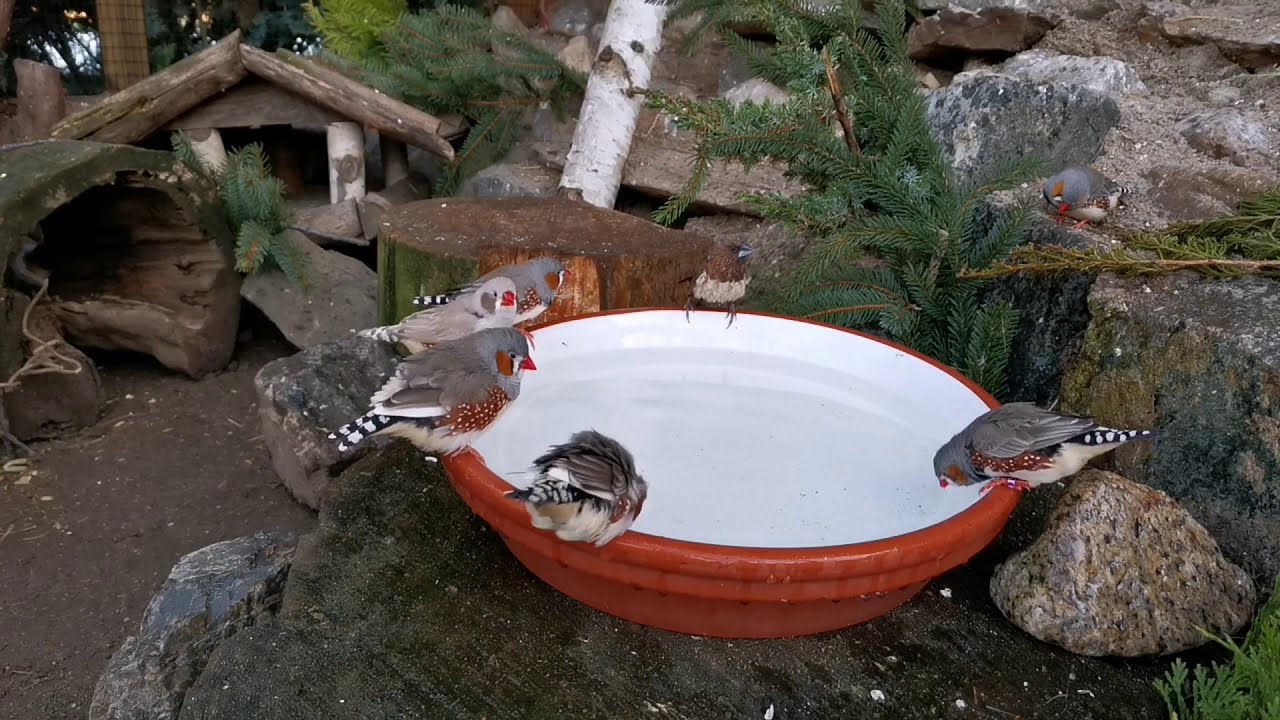 Frühjahrsputz in der Voliere / Glückliche Zebrafinken , Kanarienvögel u. Meerschweinchen / Vogelbad🛀