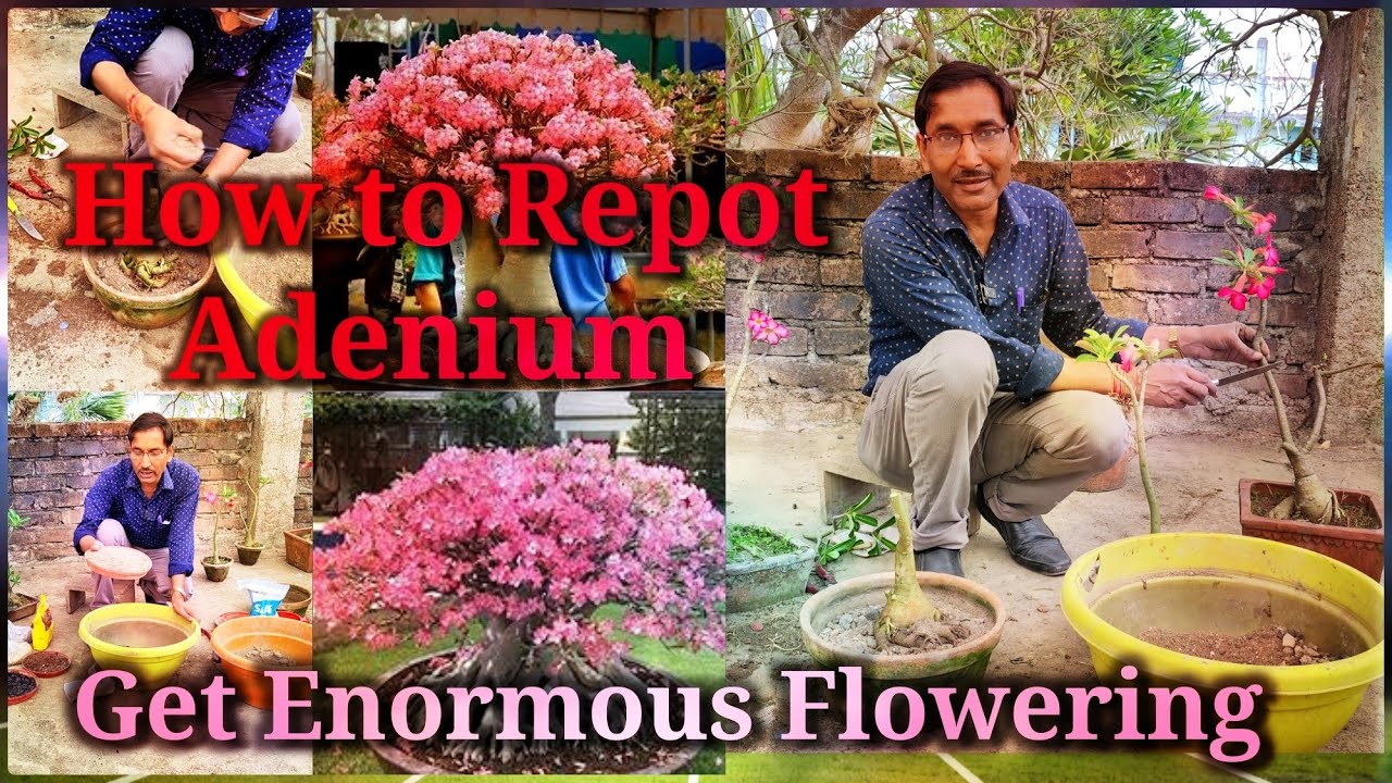 The Best Method of Repotting Adenium. Repot it in this way and see the magical Results