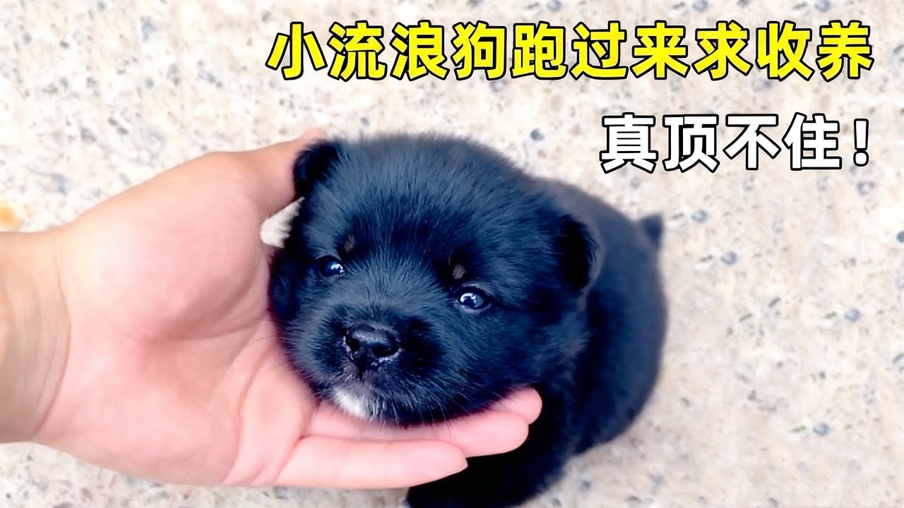 路边的小流浪狗，看见我就跑过来求收养，这么可爱真的顶不住啊
