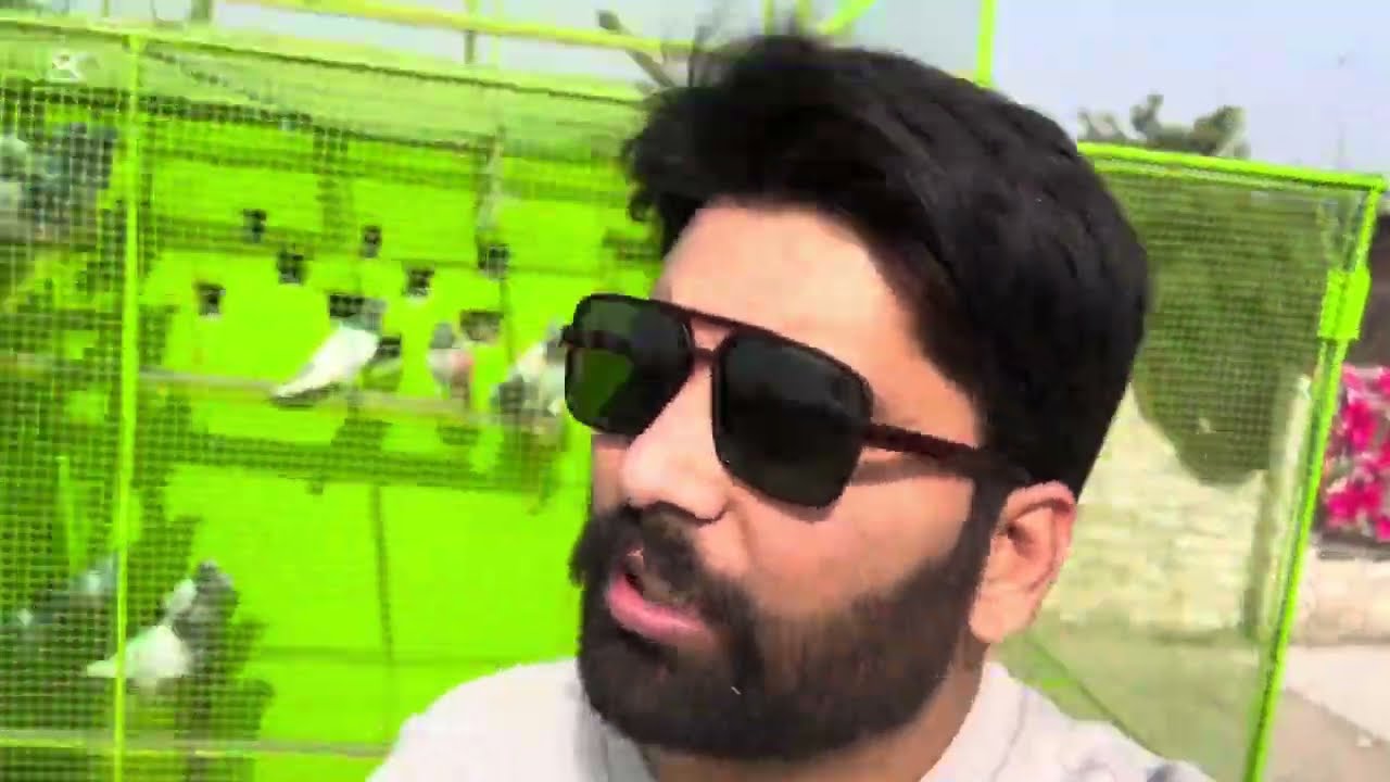 Aj new kabootar nikaly 2 kabootaro ka tika lag gya // shani pigeon club Jallo 