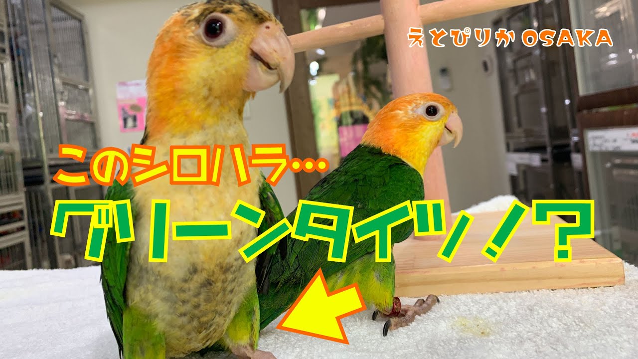 【えとぴりかOSAKA】なかなかお目にかかれない足が緑のシロハラインコ！【シロハラインコ・White-bellied Parrot】