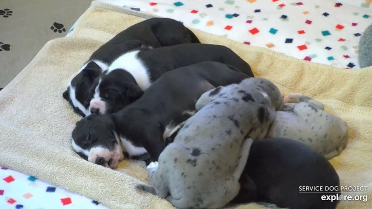 rip sweet nan 19 days old Capri's White Christmas litter Service Dog Project explore.org