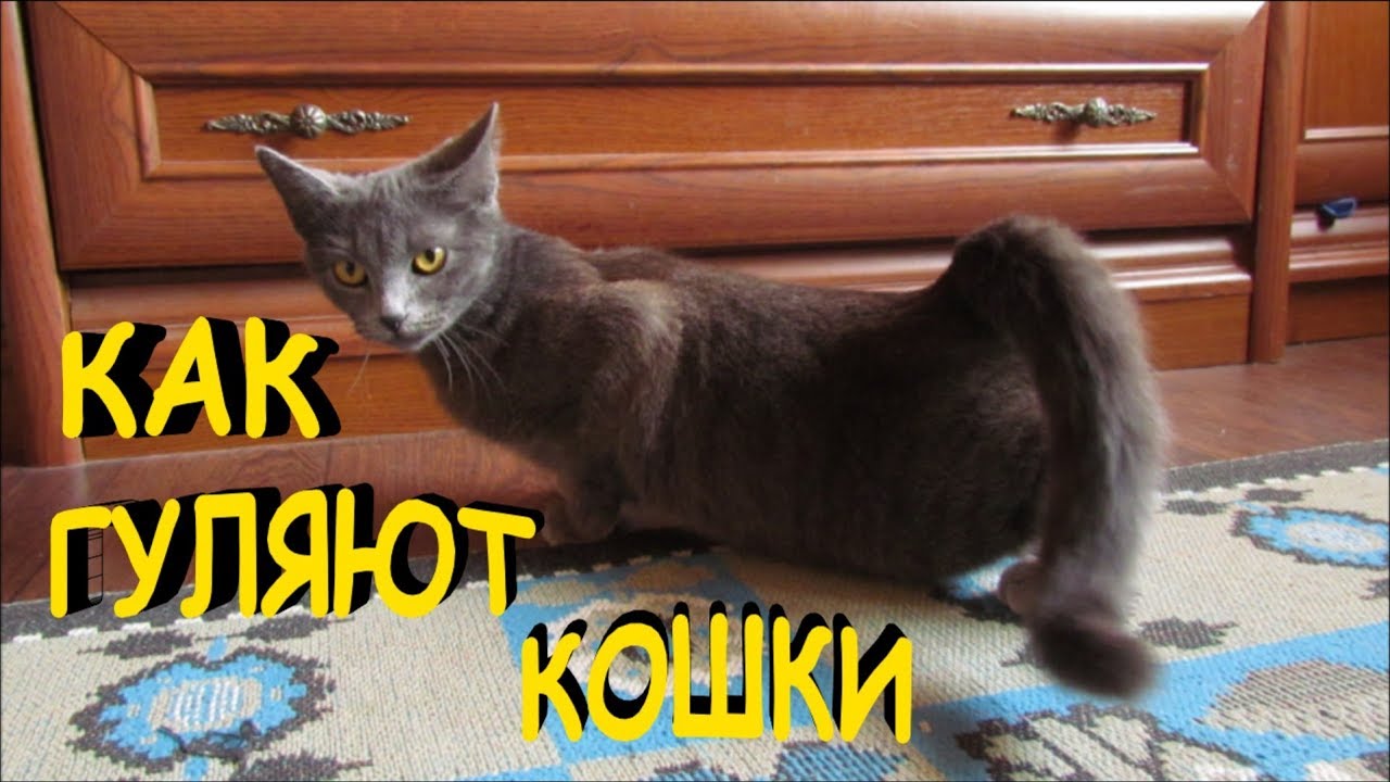 Как гуляют кошки когда у них течка, и что делать...