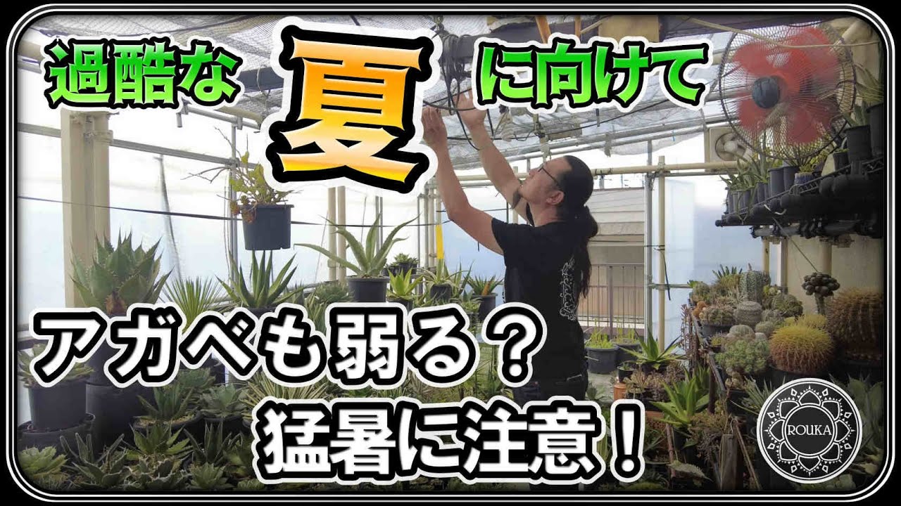 【アガベ/夏の管理】これからの猛暑対策！なぜ夏型のアガベが暑さで弱るのか？【Agave】【多肉植物】