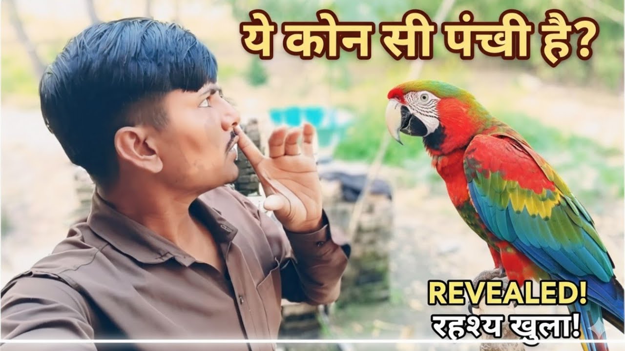 ये कौन सी पंछी है।#vinaydehativlog01 