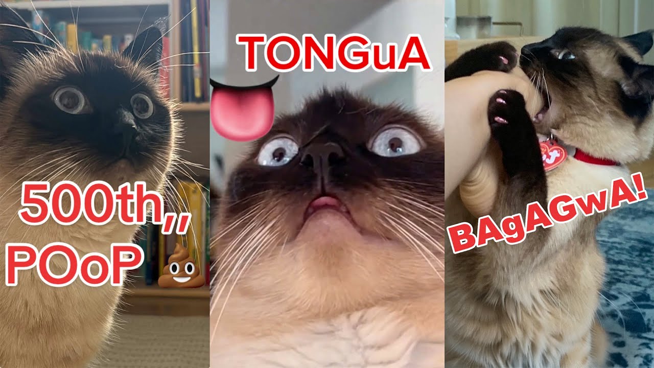 MervTheCat Talks Non Stop 😂 Funniest Cat Expressions