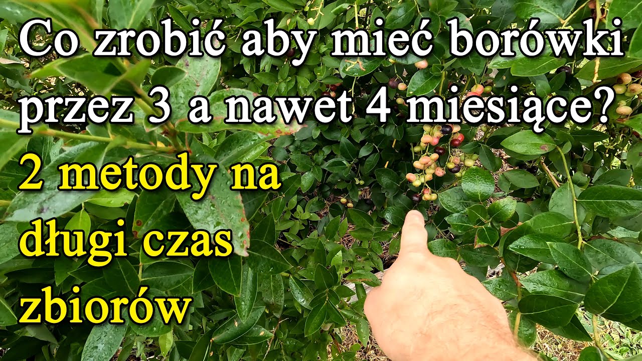 Borówki przez 3 lub 4 miesiące? Co zrobić aby zbierać owoce całe lato? 2 metody wydłużenia sezonu.