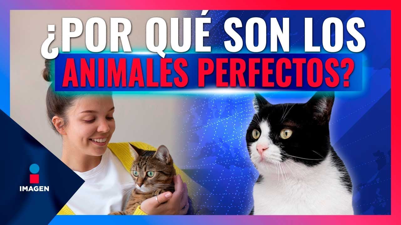Gatos, criaturas adorablemente impredecibles | Noticias con Francisco Zea