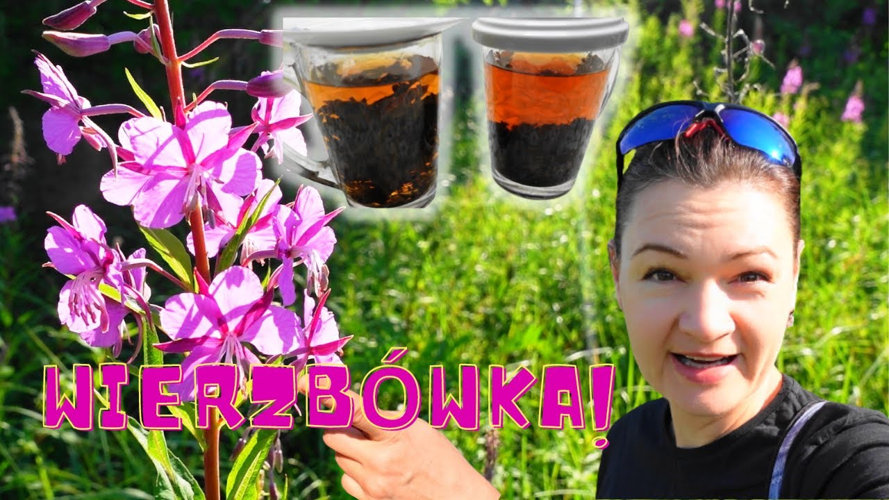 Piję i śpię jak dziecko! 🌛🍵 Pokazuję jak przygotować susz i napar z WIERZBÓWKI KIPRZYCY.