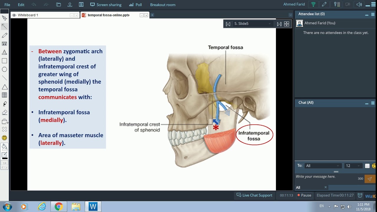 Anatomy of the Temporal Fossa - Dr. Ahmed Farid