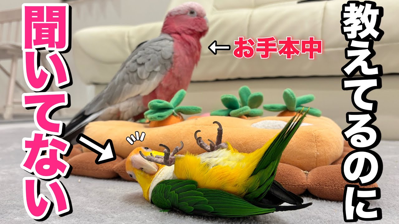 姉オウムがお手本見せてるのに全然話を聞いてない妹インコがこちらww【シロハラインコ】