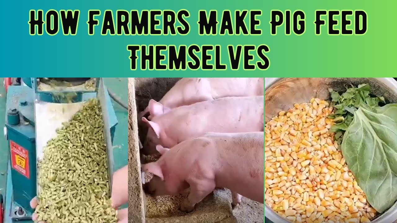 How Farmers Can Make Pig Feed Themselves At Home? Reduce feeding cost and increase profits