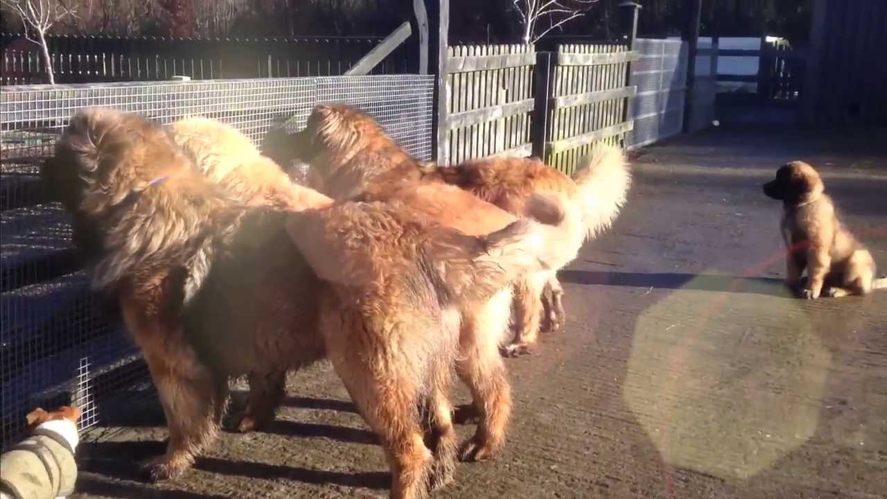 #leonberger  #episode 28  #Fun time