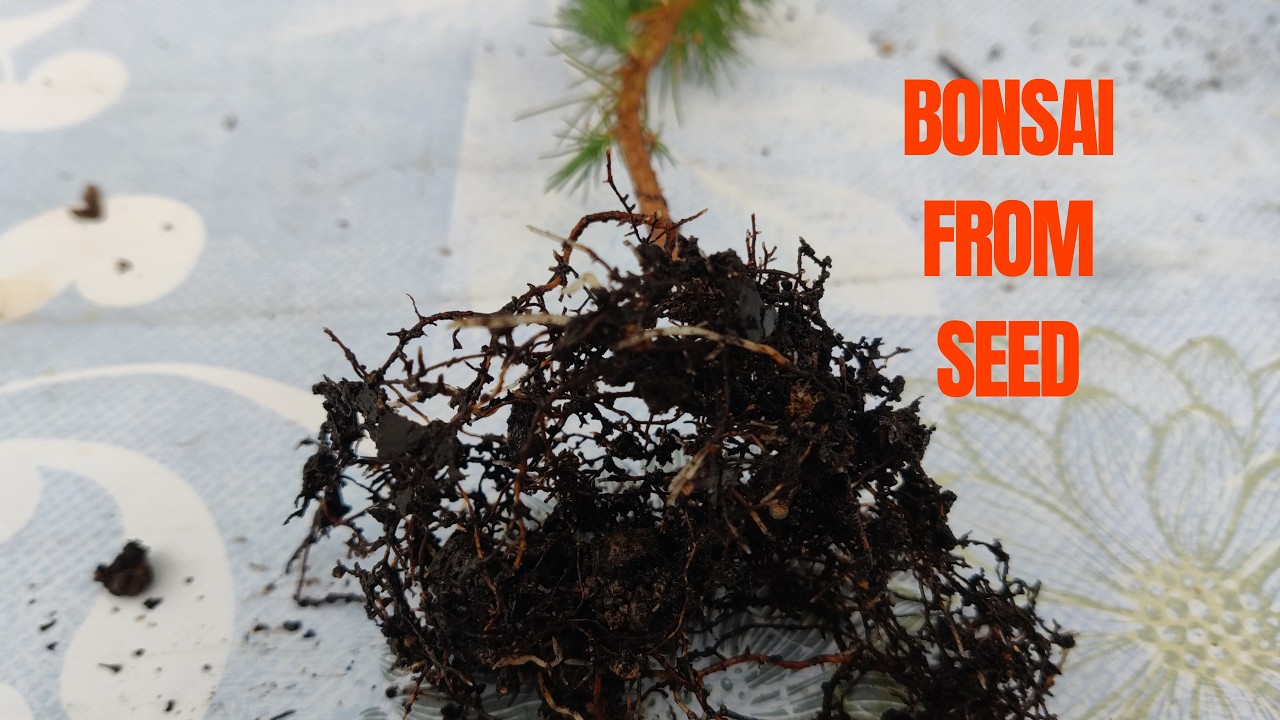 BONSAI PINO d'ALEPPO da Seme: Il Rinvaso che FA la Differenza (Tutorial Completo)