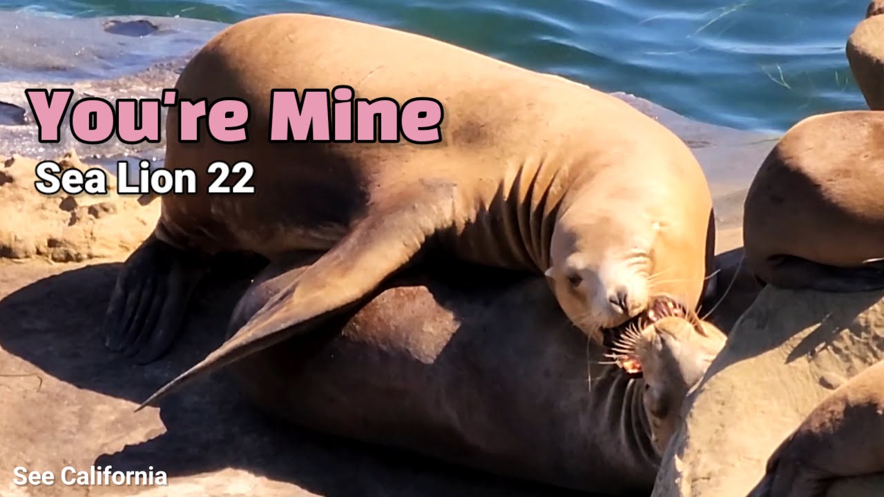 I'm With You - Sea Lion You're Mine 22