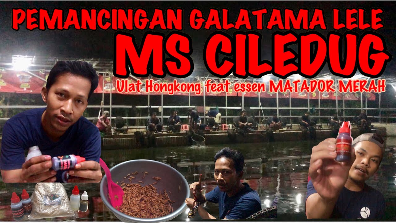 Edun❗️Telat Masih Masuk Prestasi❗️Essen Matador Merah Media Ulat hongkong #galatamalele #bfsfishing