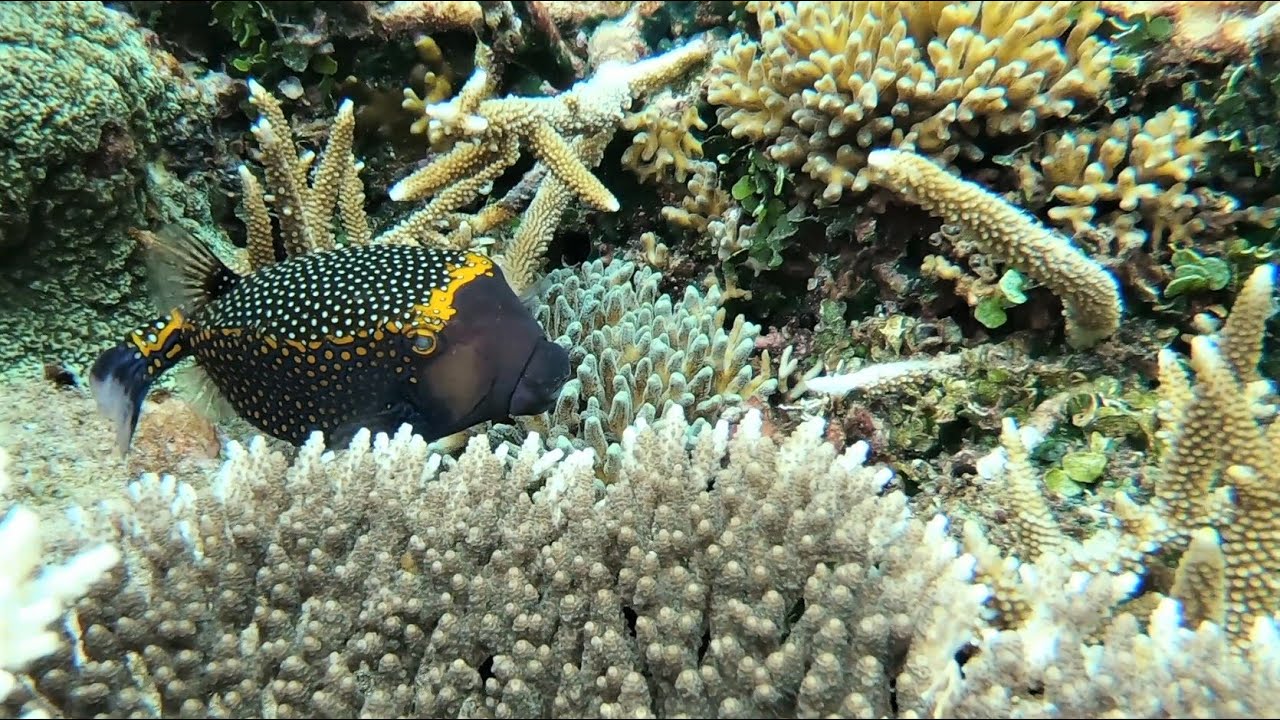 Mansuar Island Raja Ampat