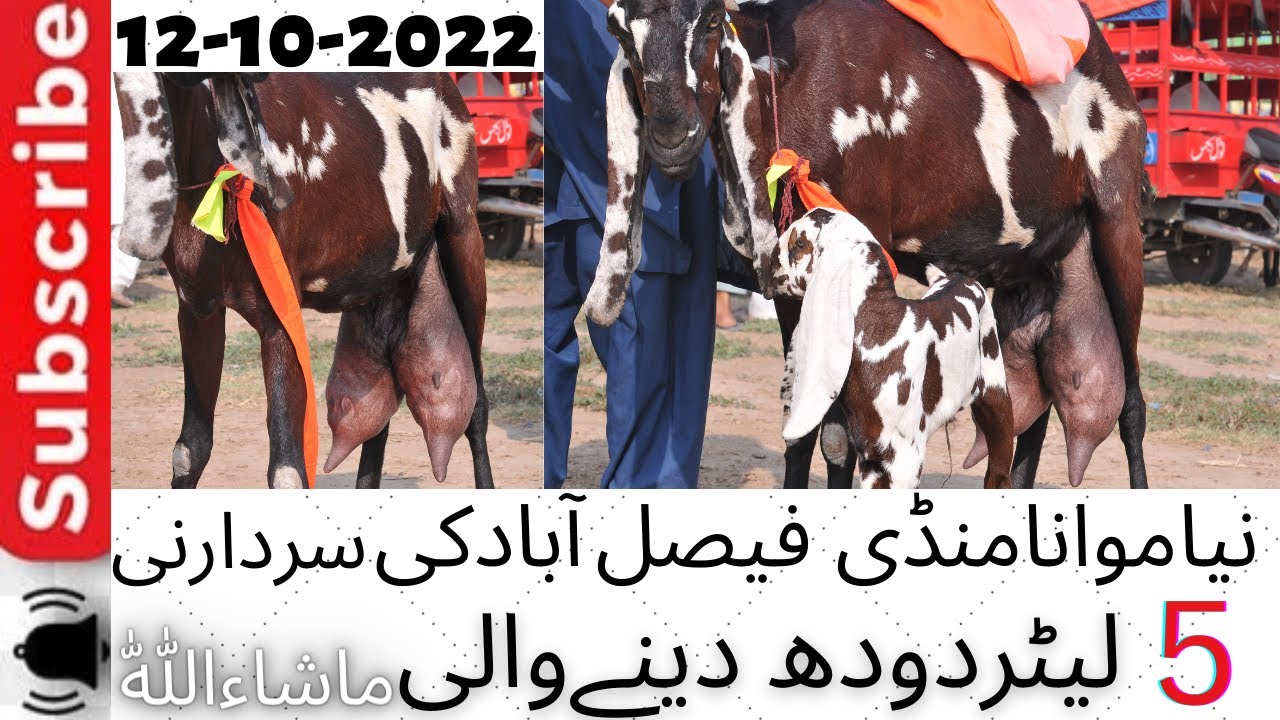 Budh mandi faisalabad | 5 litter doodh wali bakri | Faialabad bakra mandi | Lyallpur Official