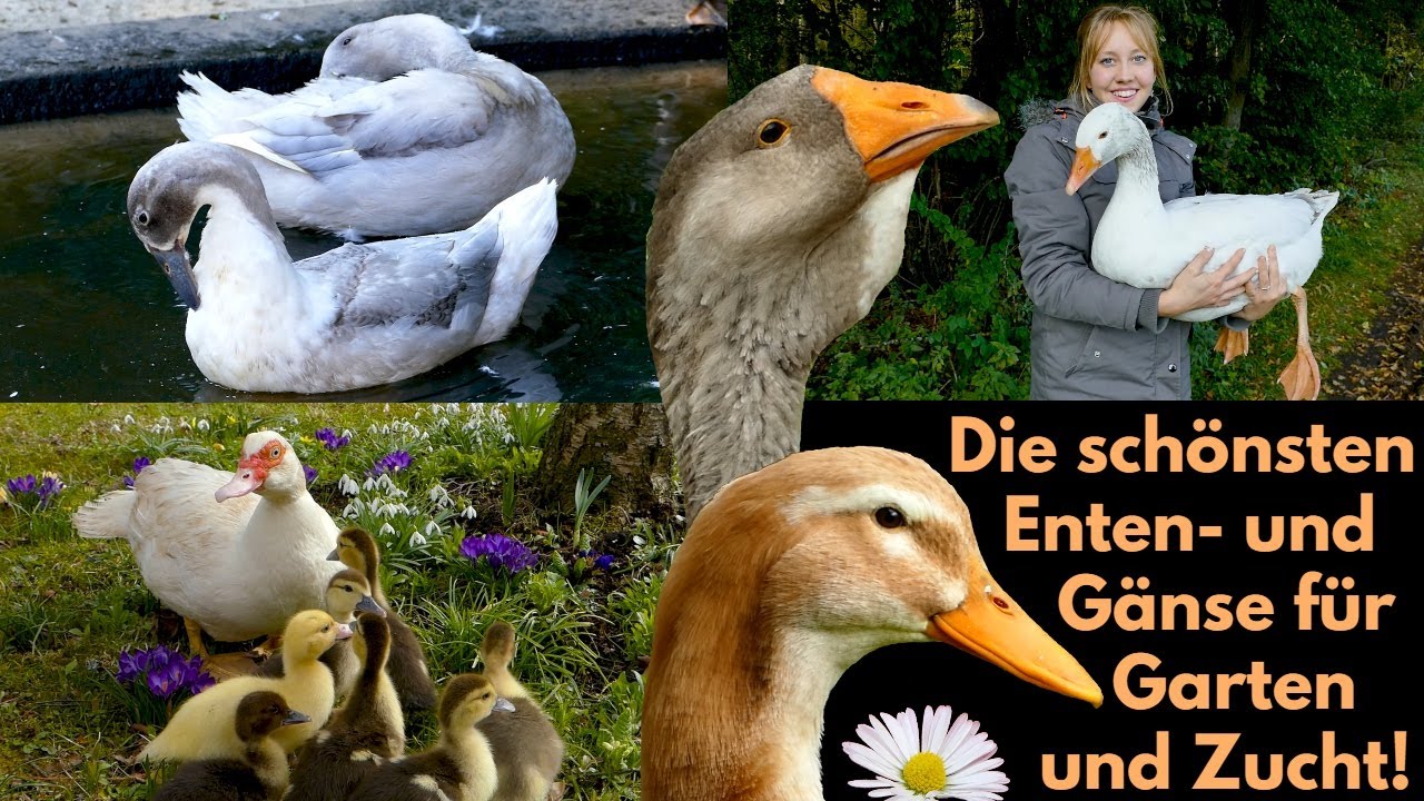 Top20 Schöne Enten- und Gänserassen für Selbstversorger und die Zucht! Wassergeflügel im Garten