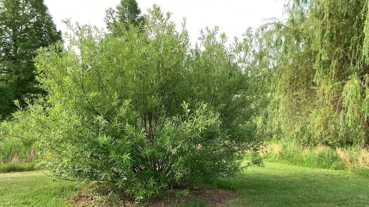 Plant Profile- Blue-stem Willow (Salix irrorata)