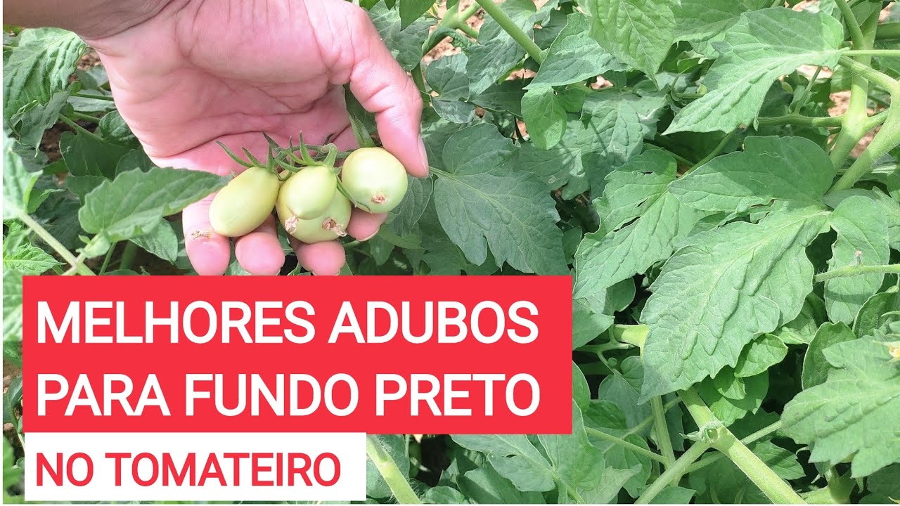 Melhores adubos para fundo preto no tomateiro