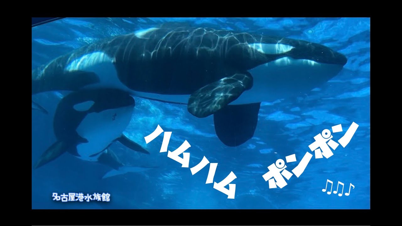 アースとリンちゃんハムハム・ポンポン♡      ＠名古屋港水族館