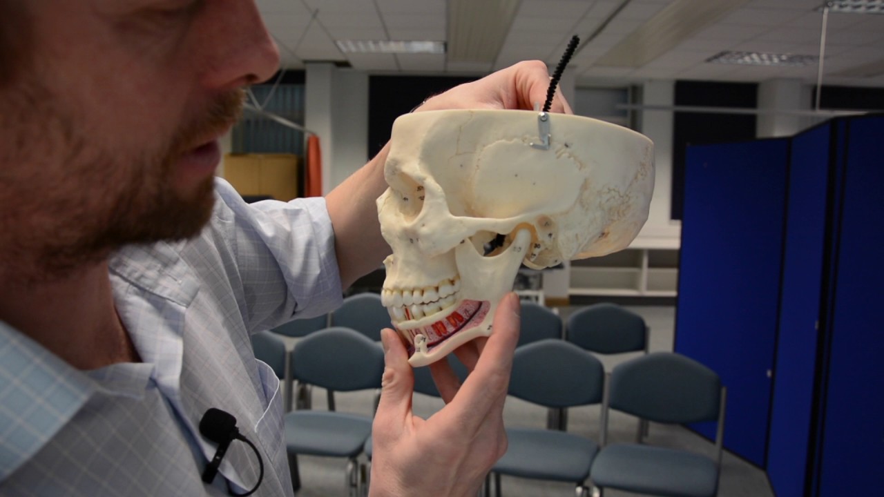 Skull foramina