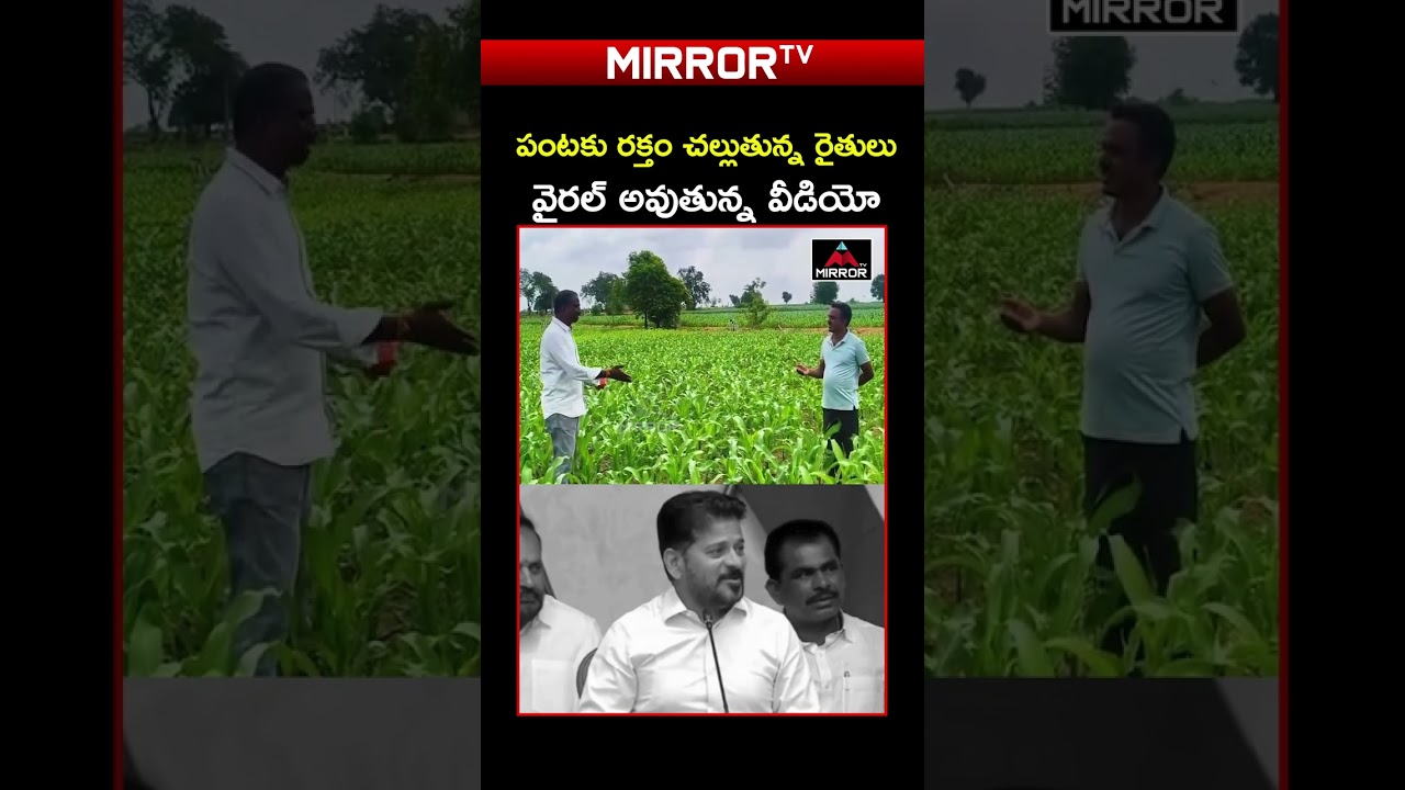 పంటకు రక్తం చల్లుతున్న రైతులు | Raithu Viral Video | Revanth Reddy Comments | Mirror TV
