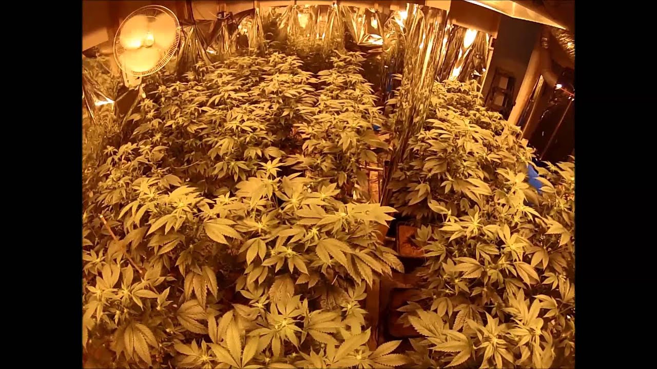 San Fernando Valley OG - Week 2/3