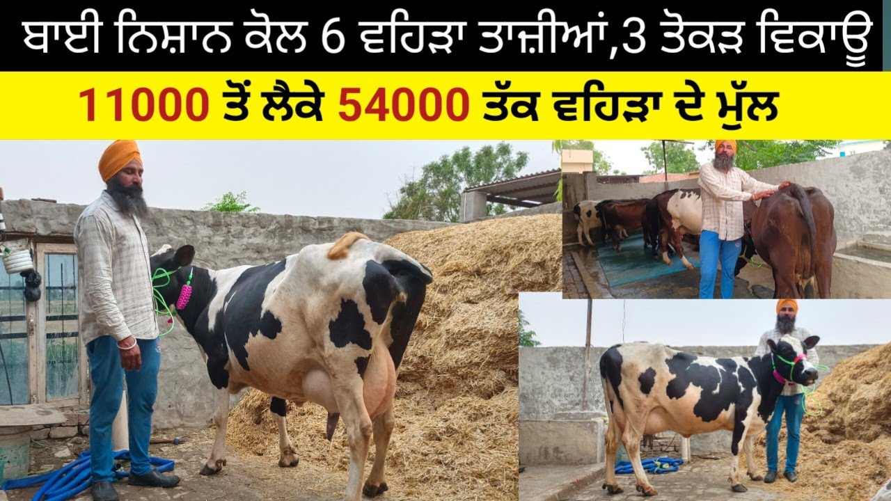 ਬਾਈ ਨਿਸ਼ਾਨ ਕੋਲ 6 ਵਹਿੜਾ 3 ਤਾਜ਼ੀਆਂ ਸੂਈਆਂ ਵਿਕਾਊ।11000 ਤੋਂ ਮੁੱਲ ਸ਼ੁਰੂ। ਪਿੰਡ ਧਾਰੀਵਾਲ ਤਹਿ ਪੱਟੀ ਤਰਨਤਾਰਨ