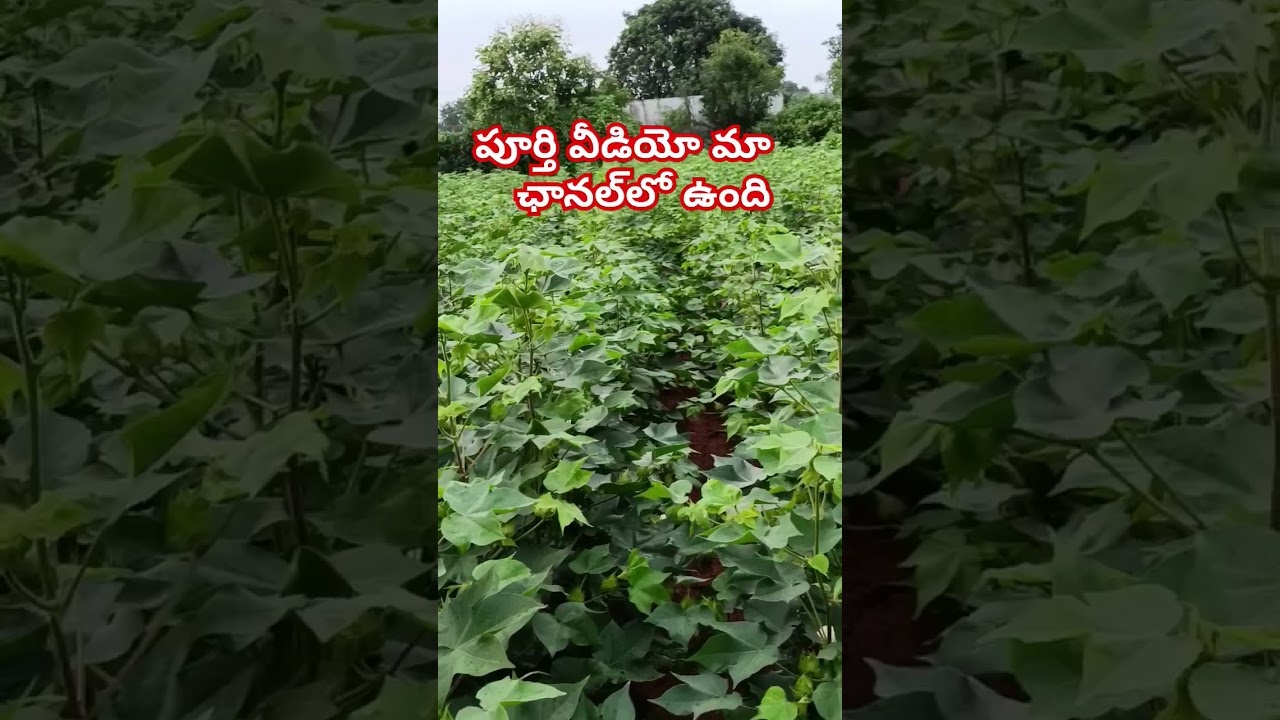 పత్తిమొక్కకి న్యూట్రిషియన్స్ అవసరమా #m m s farming #raithu #m m s farming #telugu