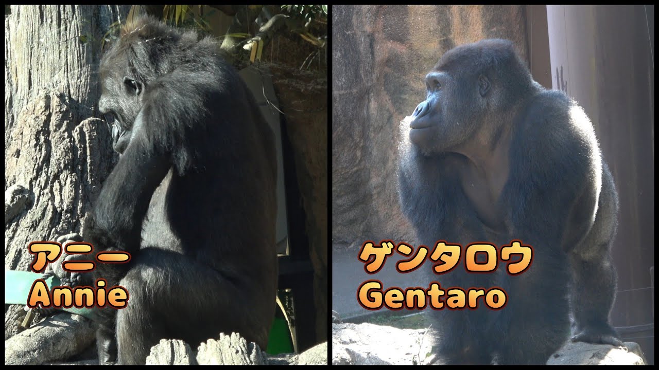 アニー♥️ゲンタロウ　早く一緒に外で過ごせるといいね😊　ゴリラ　【上野動物園】　2026年1月18日