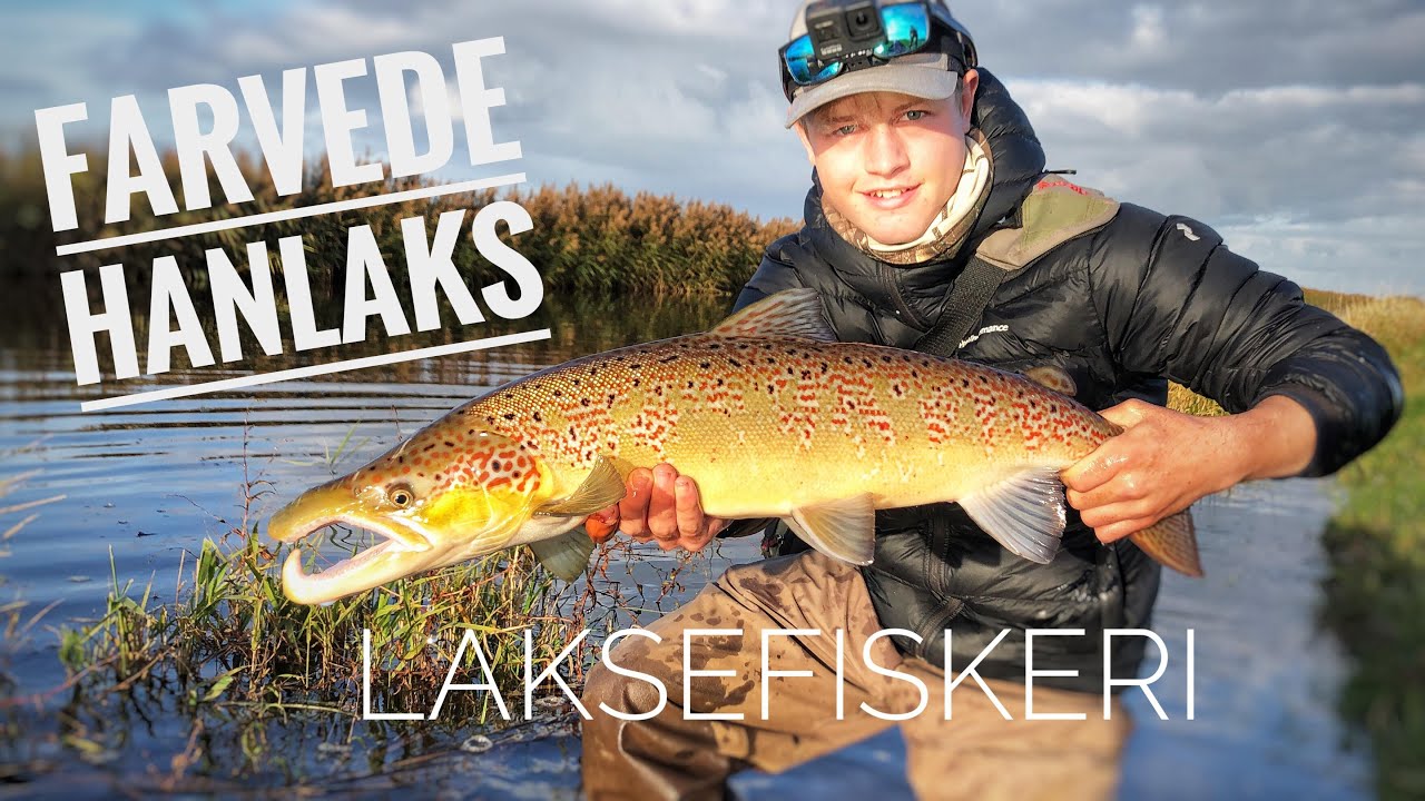 Laksefiskeri i Brede &Aring; | Farvede Laks | Salmonfishing dk