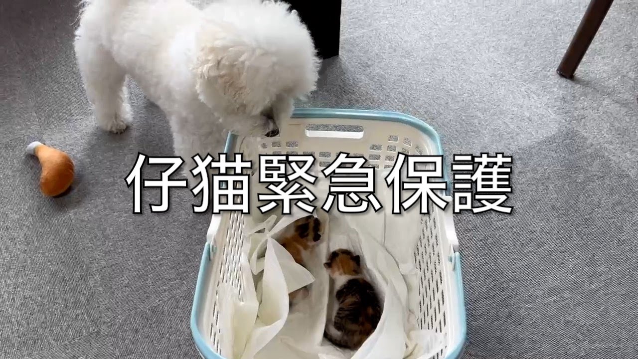 ＃８　『4回目となる仔猫保護』なんと三毛猫です