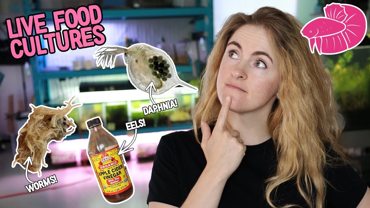 Raising Betta Fry - All the Live Foods I Keep! (Refresh my cultures with me)