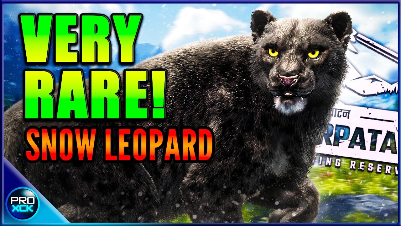 The RAREST Snow Leopard I've Ever Seen!  - theHunter Call of the Wild