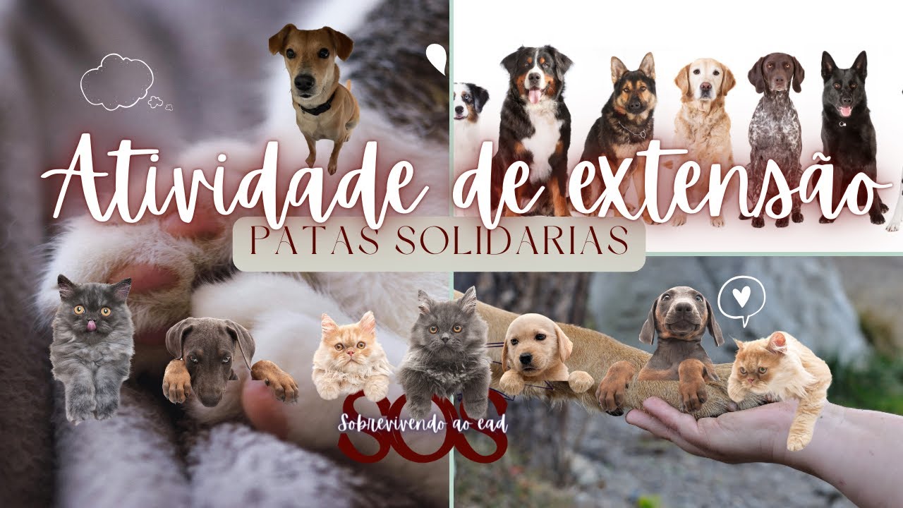 Como fazer a atividade de extensão patas solidárias
