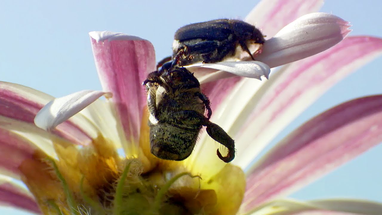 Beetles Brawl for Female Attention | Africa | BBC Earth