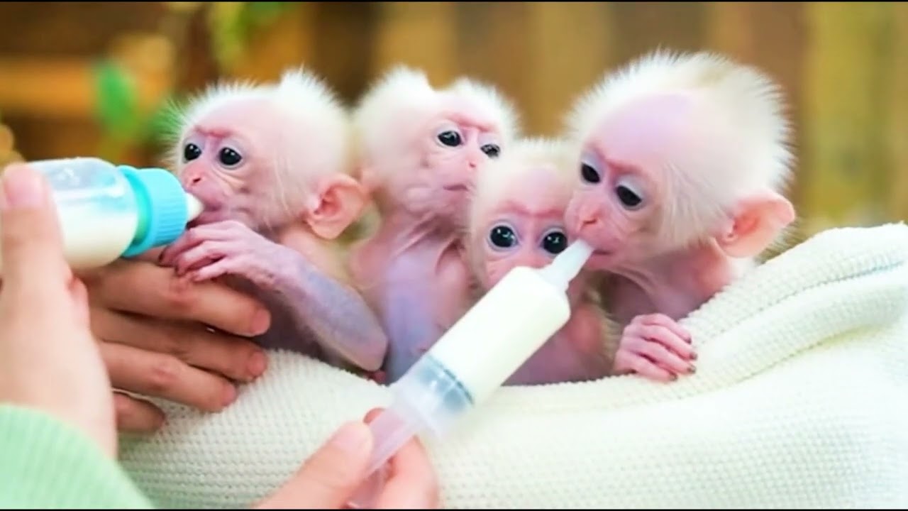 Just Newborn Adorable baby Monkey with care and Love