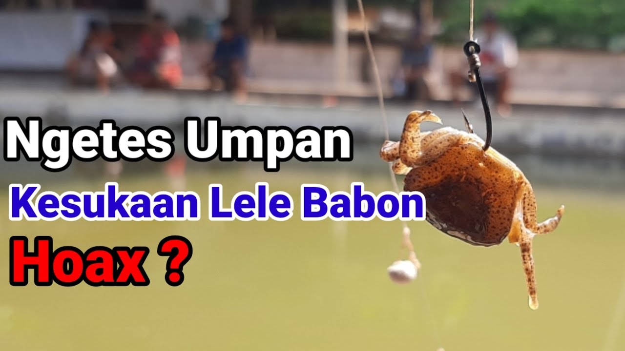Tes Umpan Lele Mbrusut Kepiting || Yuyu di Kolam Harian
