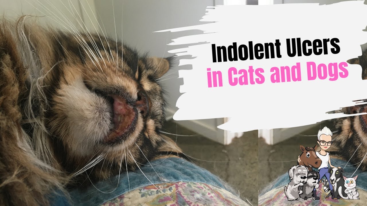 Episode 80: Treating an Indolent Ulcer in Cats and Dogs