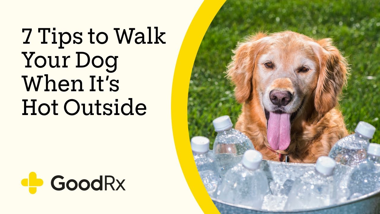 7 Tips for Walking Your Dog When It’s Really Hot Outside | GoodRx
