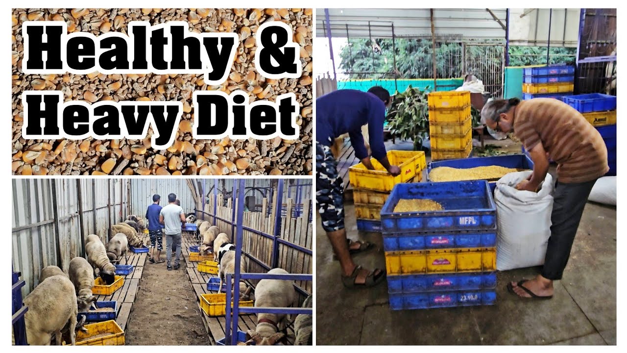 Healthy and Heavy Diet for Goat at STAR GOATS FARM Asif STD Mumbra Mumbai Maharashtra 