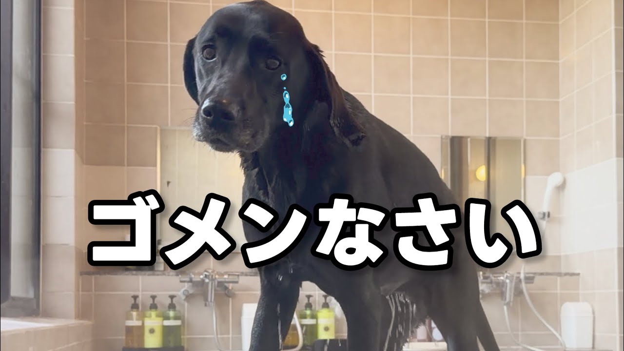 イタズラ坊主の末路･･･温泉でドボンした大型犬のドタバタ劇