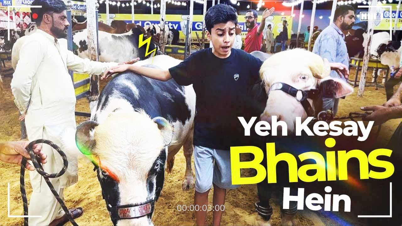 MANDI MAIN ANOKHAY JANWAR!