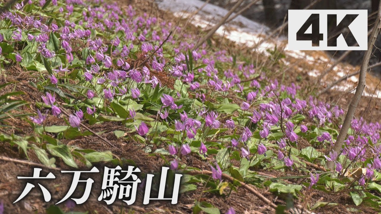 『六万騎山』を彩るカタクリの大群生　豪雪地・南魚沼に春の訪れを告げる可憐な花々　新潟