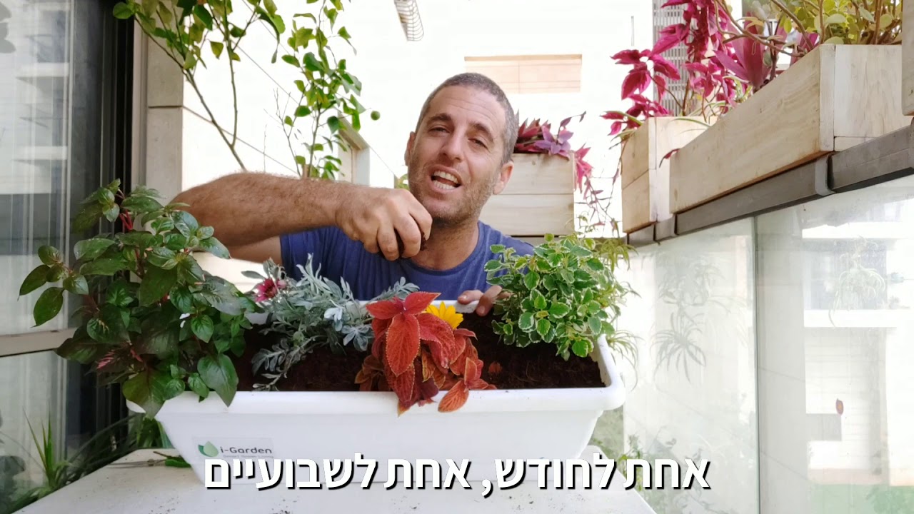 גינה לעצלנים - איך עושים אדנית צבעונית בלי תחזוקה