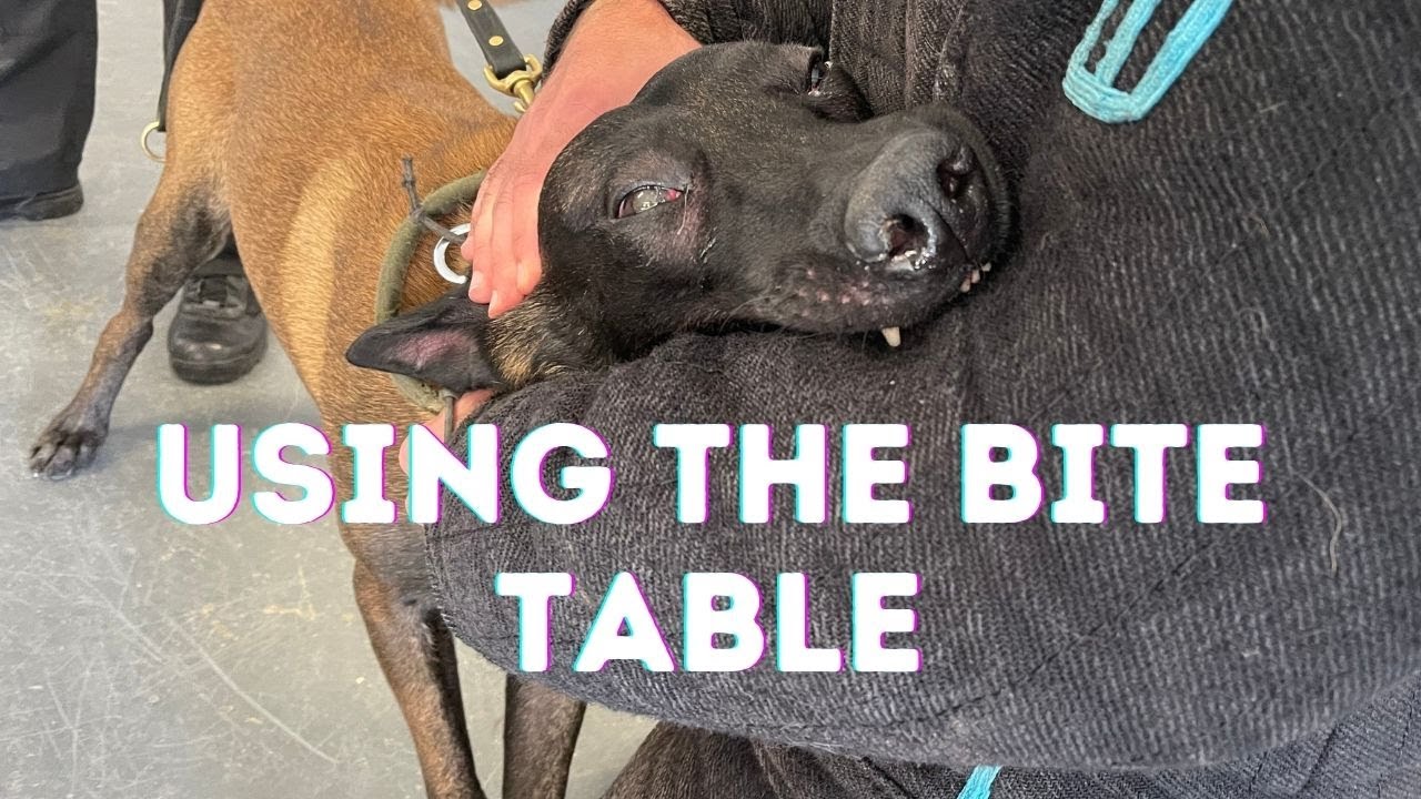 Making Deposits in This German Shepherds Bank Account | Grassroots K9
